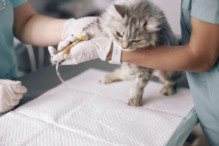 24-hour-veterinarian-archives-budgetvetcare-blog